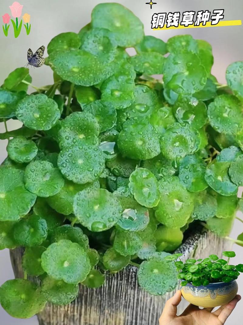 铜钱草还可以“这样养”,更美更清新雅致,圆圆的叶子,寓意好