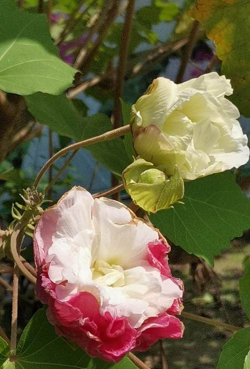 木芙蓉繁殖方法