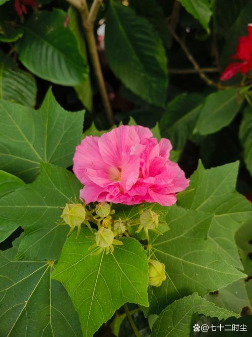 木芙蓉有几种繁殖方法?