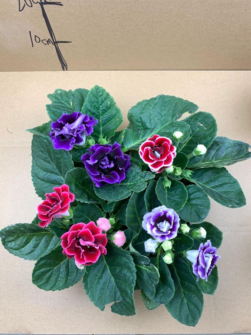 芙蓉花怎么繁殖