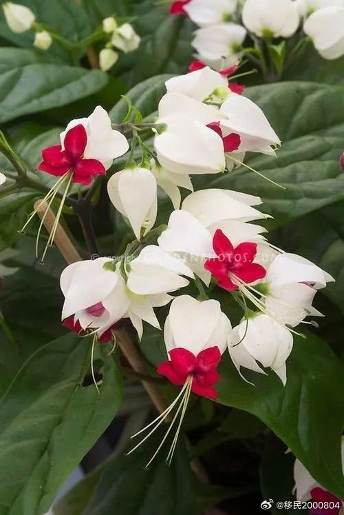 环龙吐珠是什么意思?