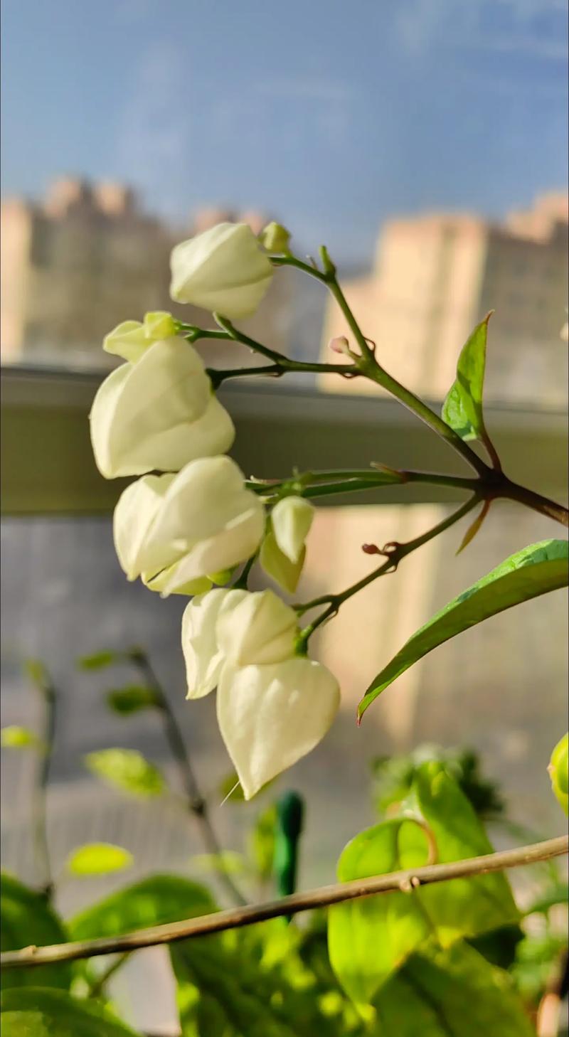 玉龙吐珠是什么意思?