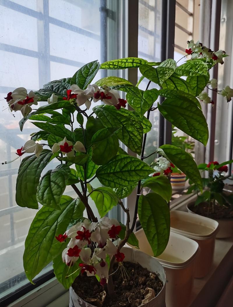 龙吐珠室内养好吗