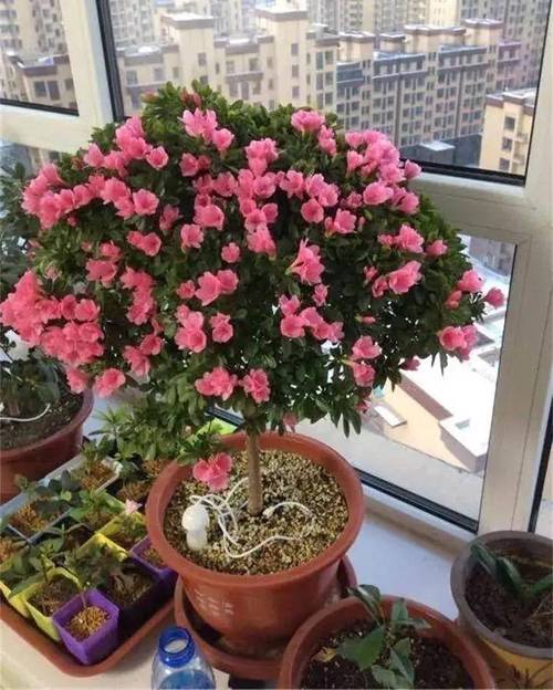 杜鹃花怎么开花多