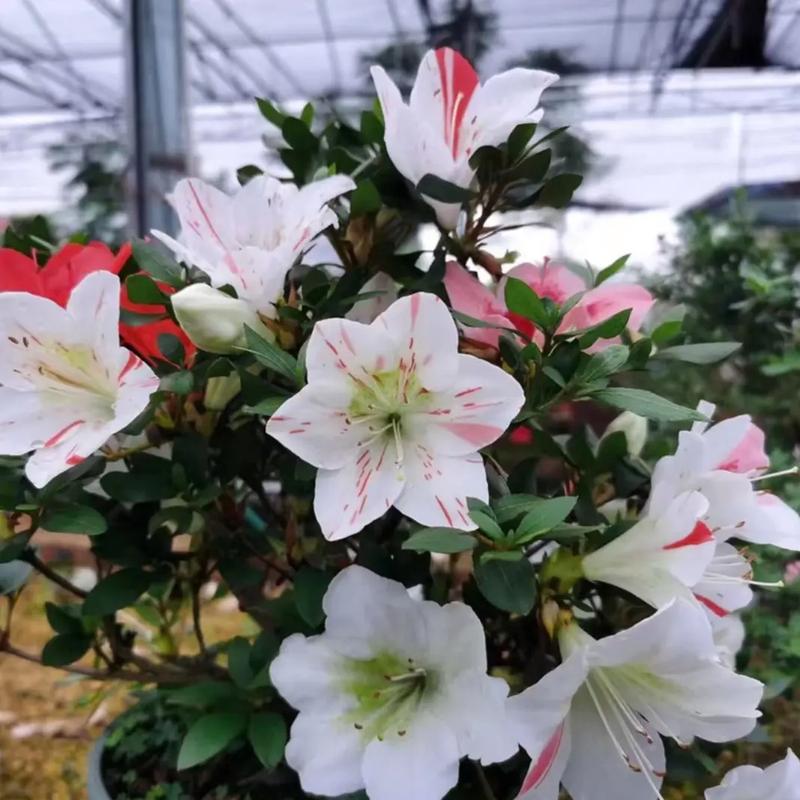 如何让杜鹃花四季开花