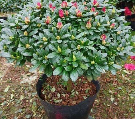 让杜鹃花勤开花的秘诀,掌握4个小诀窍来年可花开爆盆