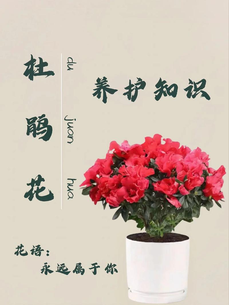 杜鹃花怎么养开花不断