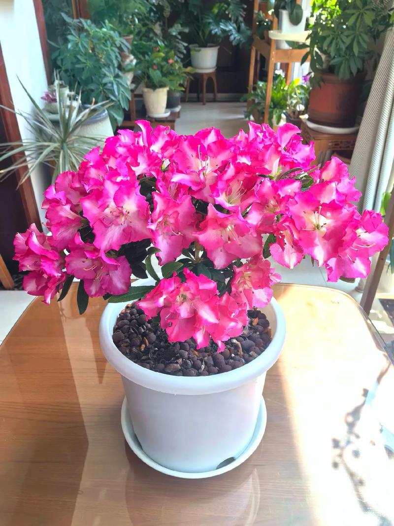 杜鹃花怎么养才能开花不断杜鹃花怎么养才能开花