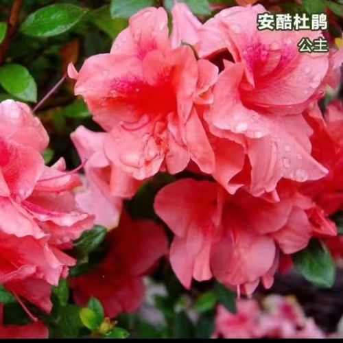 怎么样让杜鹃花勤开花