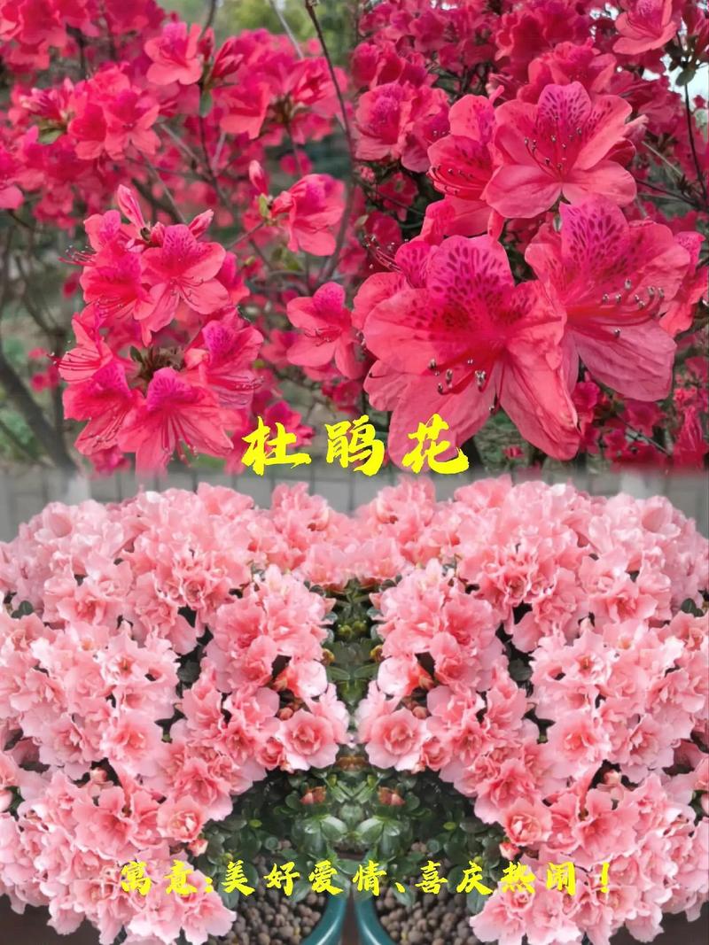 怎样可以让杜鹃花经常开花