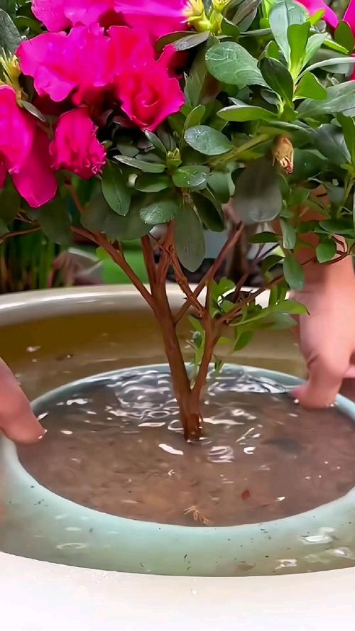 茶花开花时怎么浇水