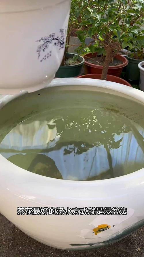 茶花浇水的正确方法