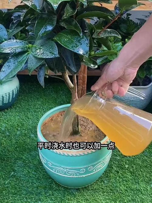 茶花花期如何浇水
