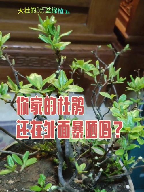 蜡叶杜鹃的整形修剪和花期控制