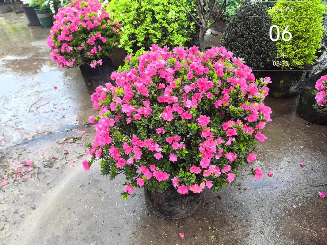 蜡皮杜鹃花可以开多久