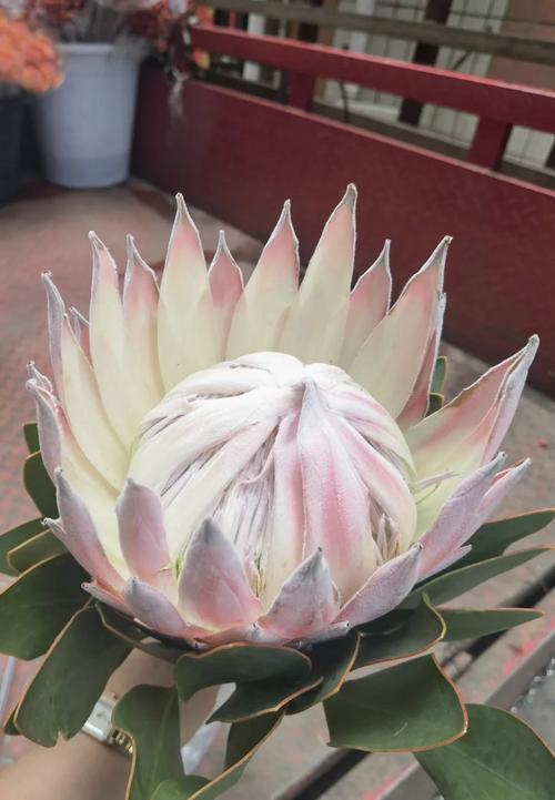 帝王花怎么养?这样养帝王花最漂亮!
