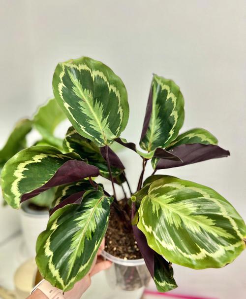 彩虹竹芋叶子耷拉下来是什么原因彩虹竹芋