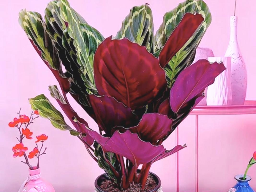 彩虹竹芋有毒吗?
