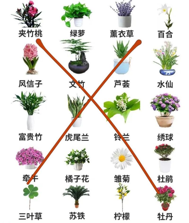 彩虹竹芋对猫有毒吗