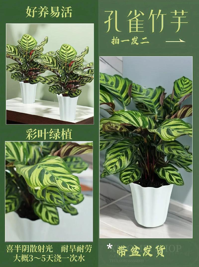 孔雀竹芋的常见品种