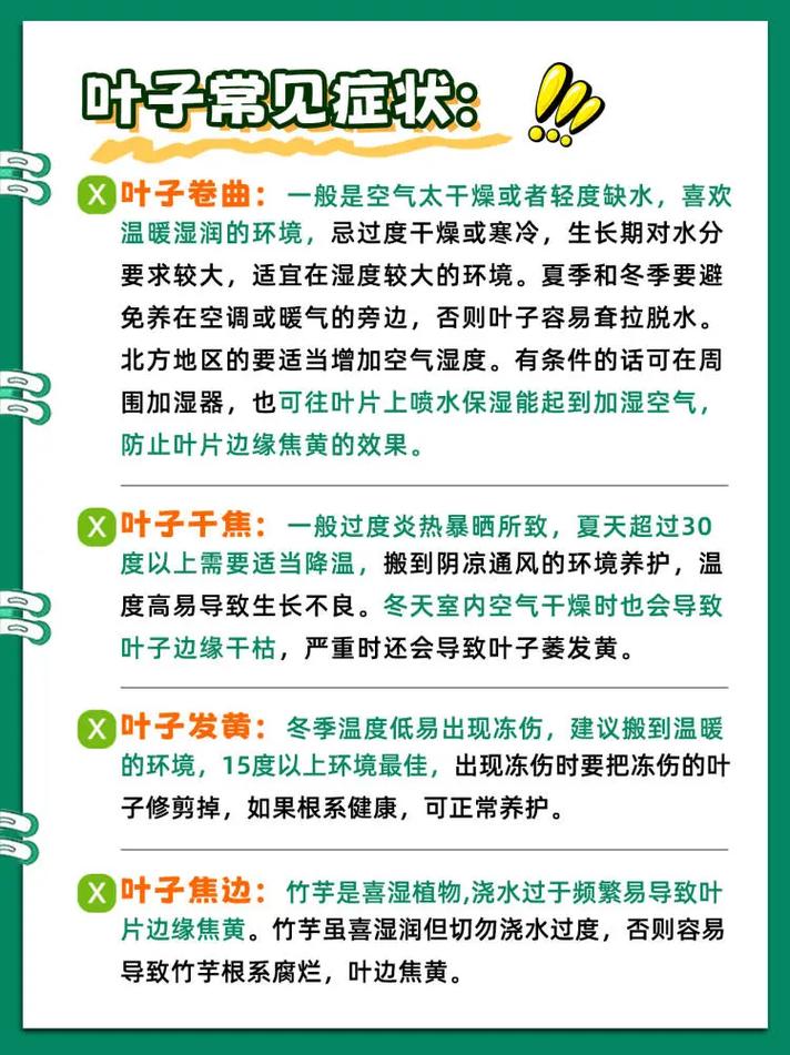 彩虹竹芋可以养室内吗