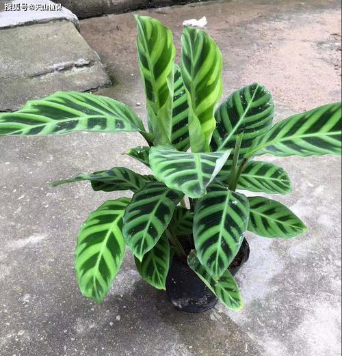 天鹅绒植物有毒吗