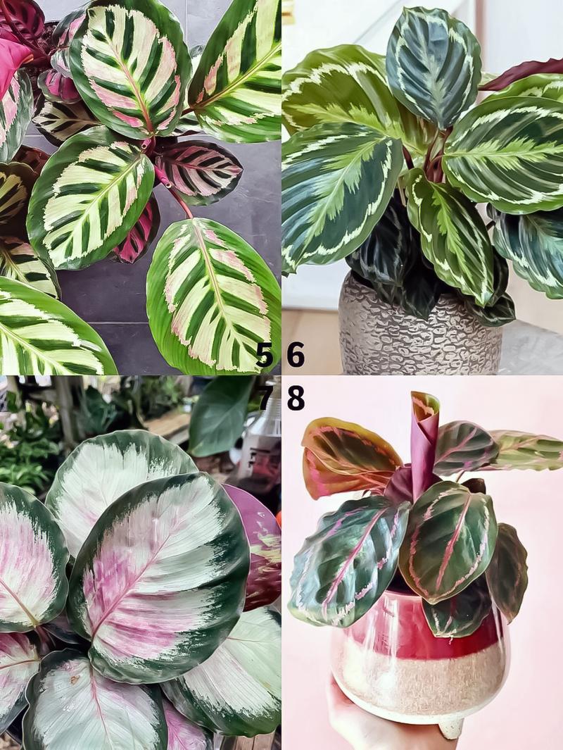 彩虹竹芋可以放在卧室吗?彩虹竹芋有毒吗