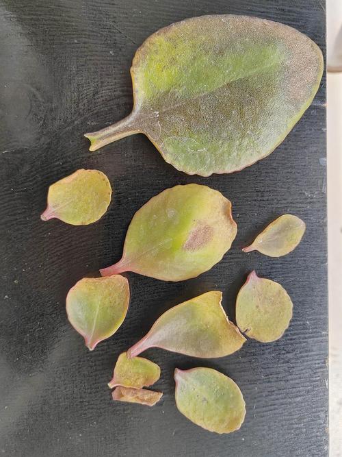 长寿花的品种和图片,叶子发黄是什么原因
