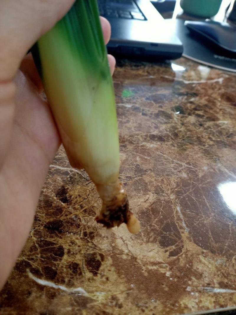 君子兰根腐烂了怎么救