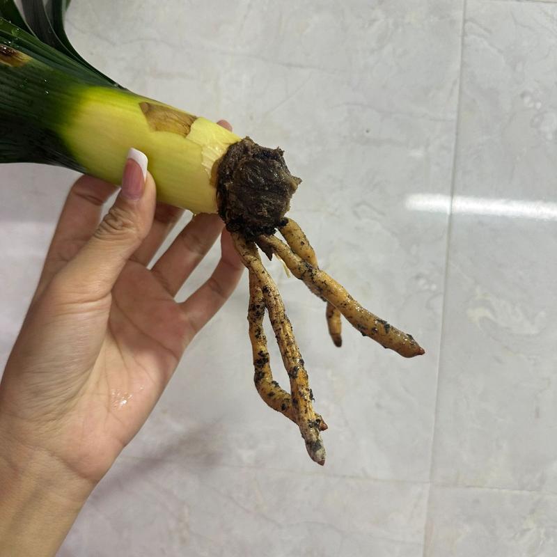 如何救活烂根的君子兰