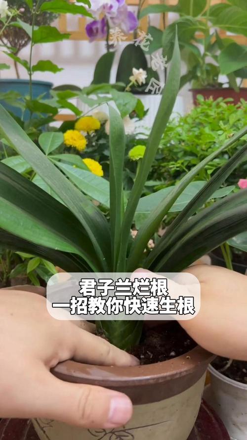 君子兰,烂根后怎么处理