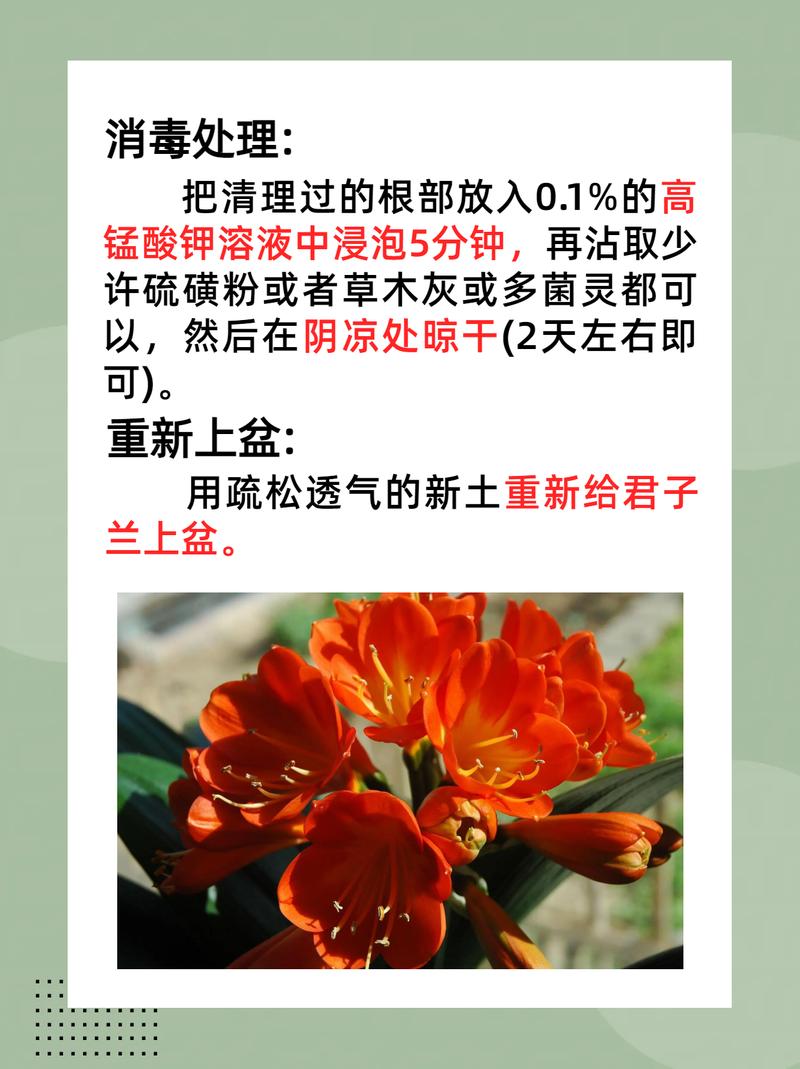 君子兰根部烂了怎么救