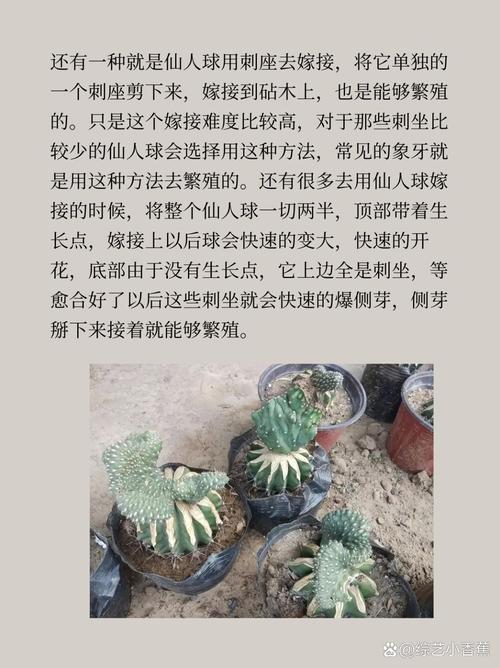 仙人球的养殖方法和注意事项