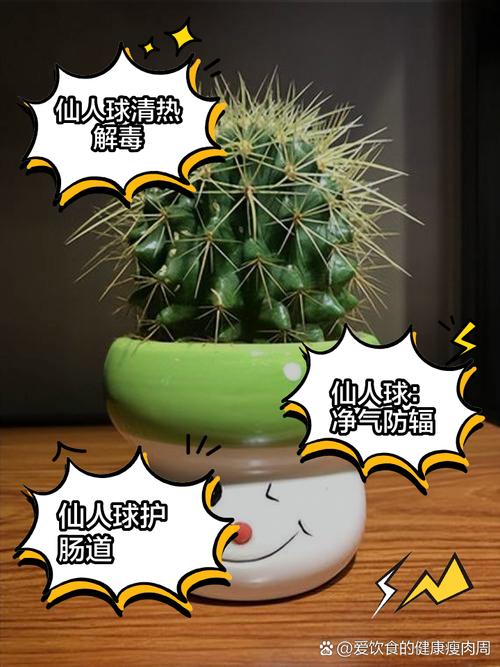 仙人球养殖的注意事项