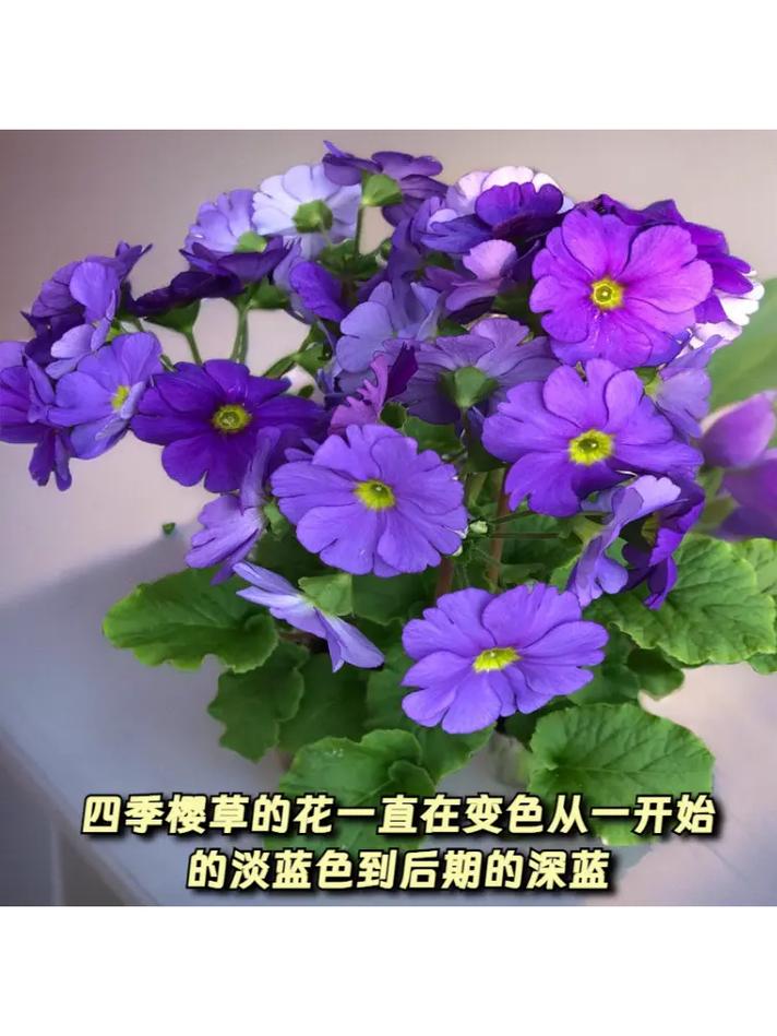 樱草花怎么养长的好