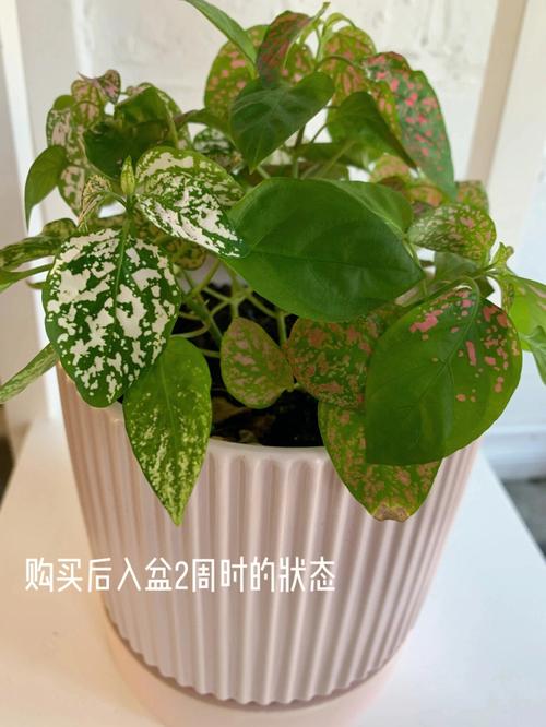 嫣红蔓的养殖方法