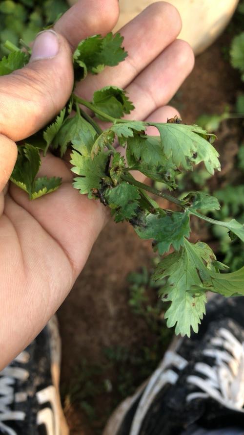 香菜在发芽过程中遭遇病虫害,该怎么办?
