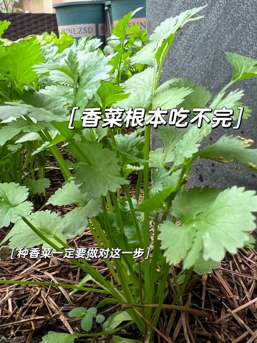 香菜种植如何防治病虫害