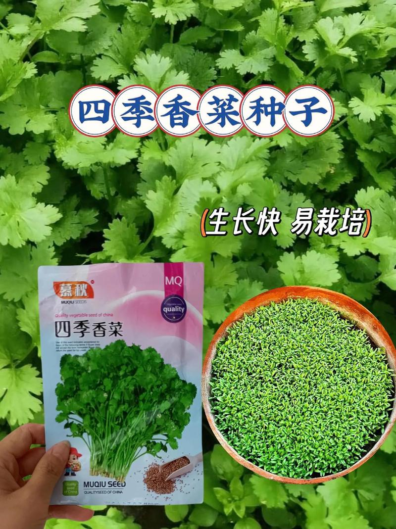 香菜的病虫害防治