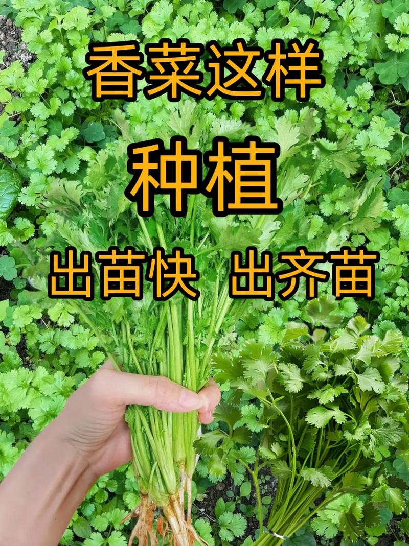 香菜怎么种植防疫