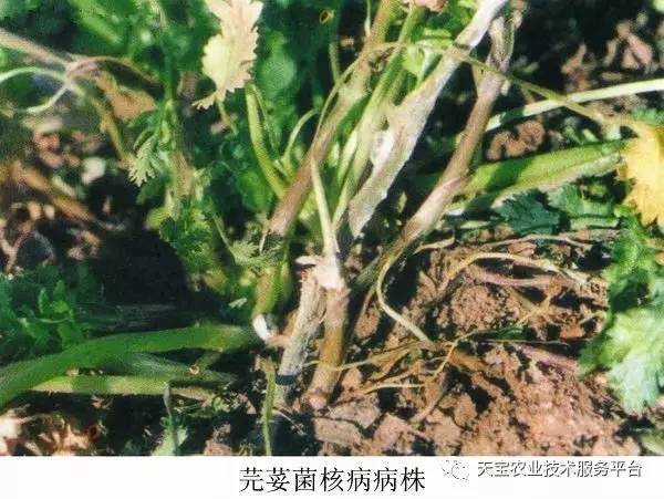 香菜病虫害防治技术与方法措施