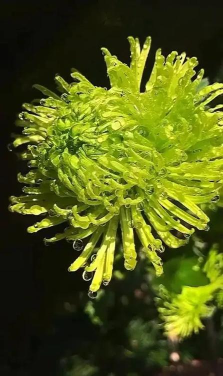 绿菊花的花语是什么意思?