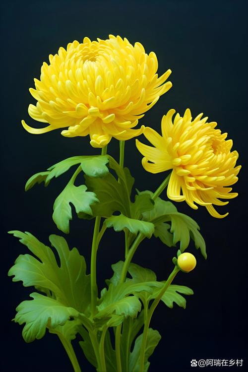 绿色菊花花语代表什么意思