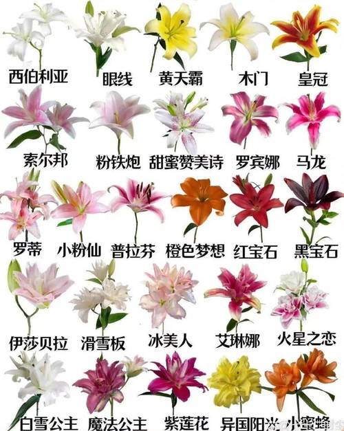 这两种花分别叫什么?有什么含义?