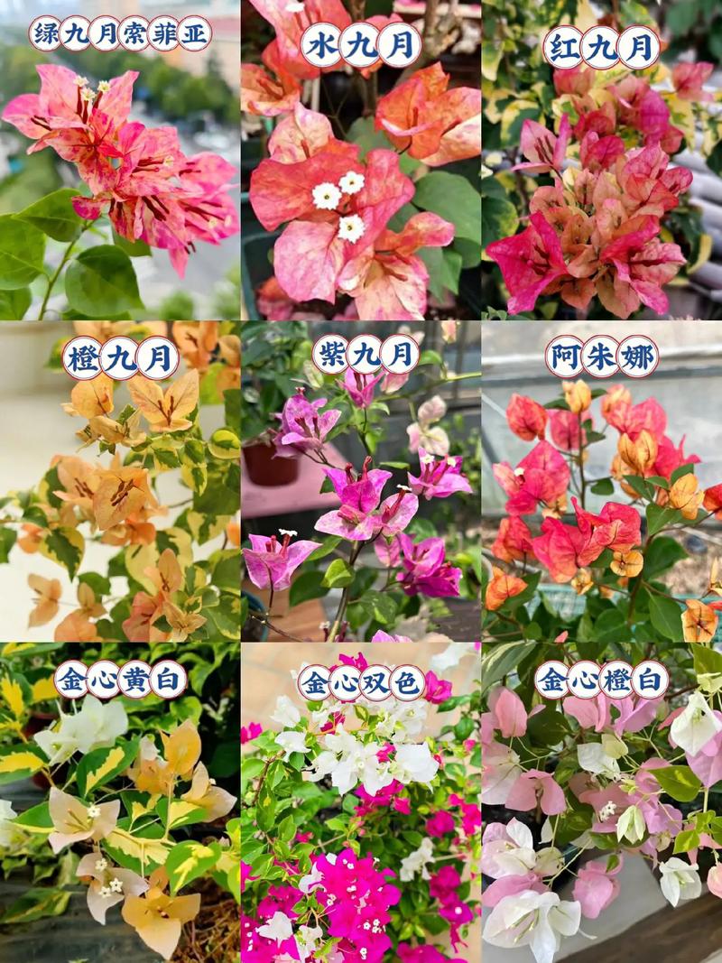 三角梅花色有那几种?