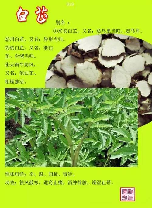 谁知道这中草药叫什么名字?