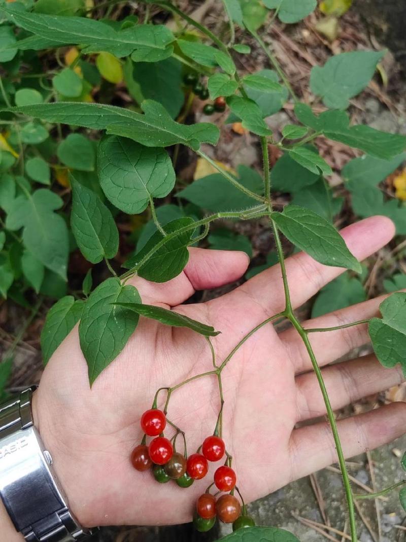白英有什么作用?