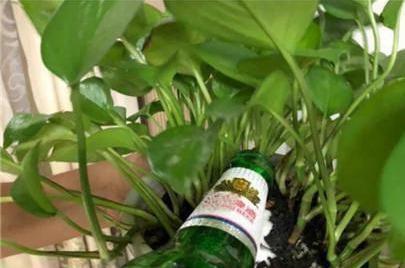 40℃高温浇花这样浇1盆死1盆!