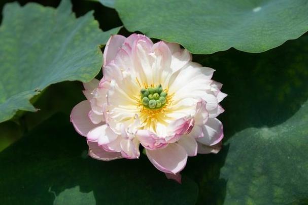 这10种花不要往叶子上喷水不然喷一壶死一壶!