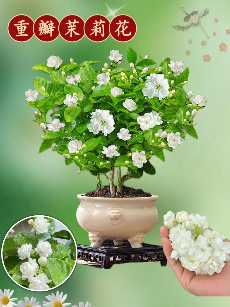 夏天适合种什么植物